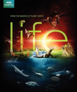 Life (BBC)